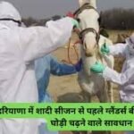 Horse disease outbreaks in Haryana: हरियाणा में शादी सीजन से पहले ग्लैंडर्स बीमारी का अलर्ट: घोड़ी चढ़ने वाले सावधान