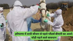 Horse disease outbreaks in Haryana: हरियाणा में शादी सीजन से पहले ग्लैंडर्स बीमारी का अलर्ट: घोड़ी चढ़ने वाले सावधान