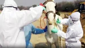 Horse disease outbreaks in Haryana: हरियाणा में शादी सीजन से पहले ग्लैंडर्स बीमारी का अलर्ट: घोड़ी चढ़ने वाले सावधान