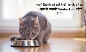 Homemade cat food recipes: अपनी प्यारी बिल्ली को रखें हेल्दी: घर के बने इन 5 फूड से आपकी Simba-Luni रहेगी हैप्पी