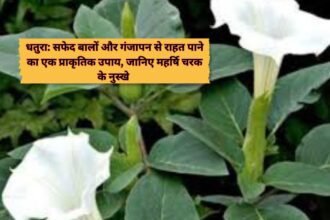 Dhatura ke patton ke health benefits: धतुरा: सफेद बालों और गंजापन से राहत पाने का एक प्राकृतिक उपाय, जानिए महर्षि चरक के नुस्खे