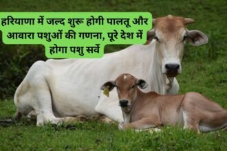 Livestock census Haryana 2024: हरियाणा में जल्द शुरू होगी पालतू और आवारा पशुओं की गणना, पूरे देश में होगा पशु सर्वे