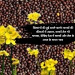 Mustard Price Hike: किसानों की हुई बल्ले-बल्ले! सरसों की कीमतों में उछाल, सरसों तेल भी चमका, देखिए देश में सरसों और तेल के आज के ताजा भाव