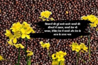 Mustard Price Hike: किसानों की हुई बल्ले-बल्ले! सरसों की कीमतों में उछाल, सरसों तेल भी चमका, देखिए देश में सरसों और तेल के आज के ताजा भाव