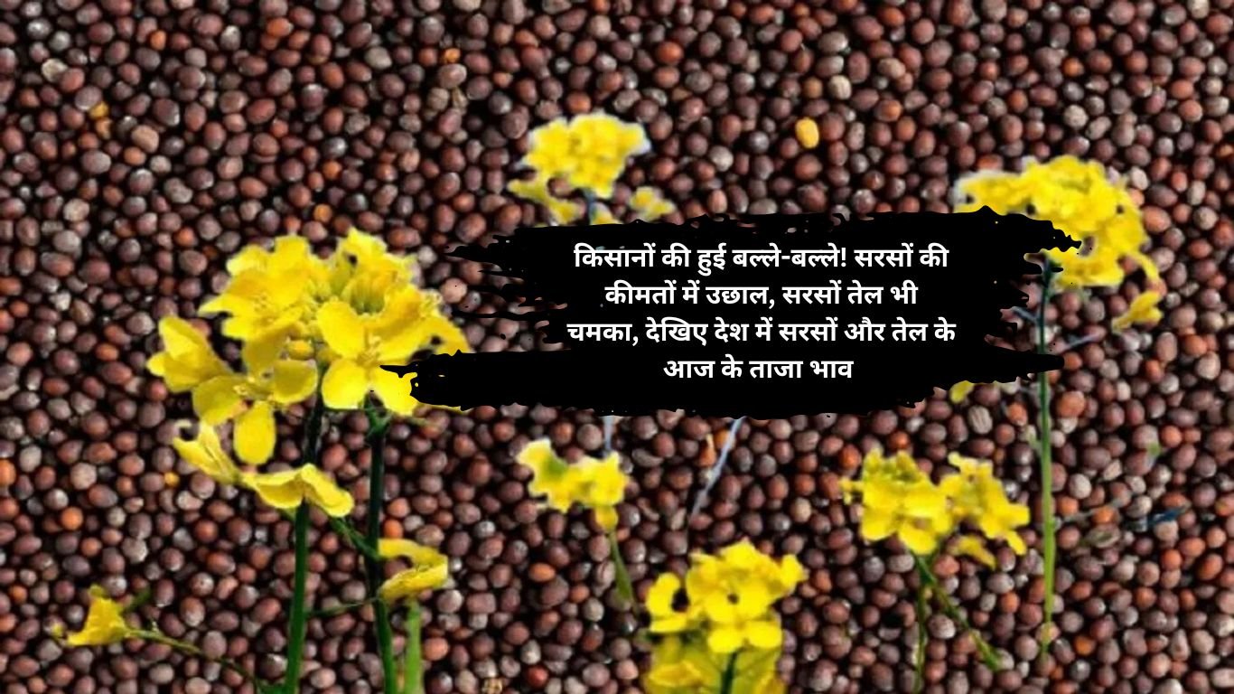 Mustard Price Hike: किसानों की हुई बल्ले-बल्ले! सरसों की कीमतों में उछाल, सरसों तेल भी चमका, देखिए देश में सरसों और तेल के आज के ताजा भाव