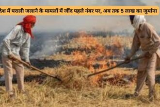 Jind Farmers News : प्रदेश में पराली जलाने के मामलों में जींद पहले नंबर पर, अब तक 5 लाख का जुर्माना