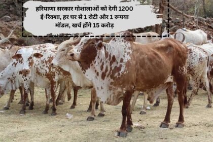 One Roti One Rupees Per Home Campaign : हरियाणा सरकार गोशालाओं को देगी 1200 ई-रिक्शा, हर घर से 1 रोटी और 1 रूपया मॉडल, खर्च होंगे 15 करोड़