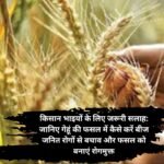 Wheat seed diseases prevention: किसान भाइयों के लिए जरूरी सलाह: जानिए गेहूं की फसल में कैसे करें बीज जनित रोगों से बचाव और फसल को बनाएं रोगमुक्त