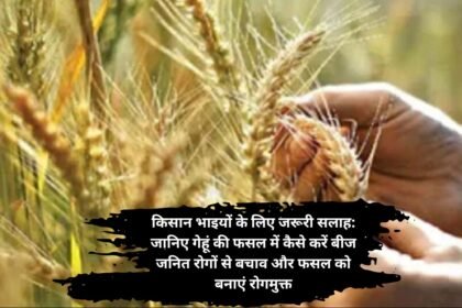 Wheat seed diseases prevention: किसान भाइयों के लिए जरूरी सलाह: जानिए गेहूं की फसल में कैसे करें बीज जनित रोगों से बचाव और फसल को बनाएं रोगमुक्त