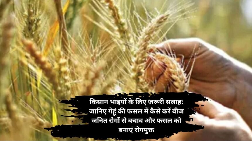 Wheat seed diseases prevention: किसान भाइयों के लिए जरूरी सलाह: जानिए गेहूं की फसल में कैसे करें बीज जनित रोगों से बचाव और फसल को बनाएं रोगमुक्त