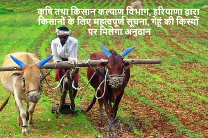 Agri News Haryana: कृषि तथा किसान कल्याण विभाग, हरियाणा द्वारा किसानों के लिए महत्वपूर्ण सूचना, गेहूं की किस्मों पर मिलेगा अनुदान