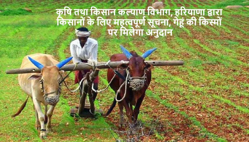 Agri News Haryana: कृषि तथा किसान कल्याण विभाग, हरियाणा द्वारा किसानों के लिए महत्वपूर्ण सूचना, गेहूं की किस्मों पर मिलेगा अनुदान