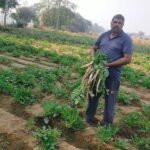 Farmer Success Story: सिरसा के किसान की अनूठी खोज: ठेके पर 4 एकड़ जमीन लेकर सालाना 10 लाख की कमाई