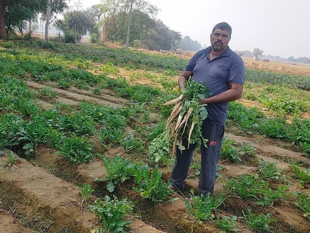 Farmer Success Story: सिरसा के किसान की अनूठी खोज: ठेके पर 4 एकड़ जमीन लेकर सालाना 10 लाख की कमाई