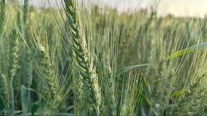 Wheat seed diseases prevention: किसान भाइयों के लिए जरूरी सलाह: जानिए गेहूं की फसल में कैसे करें बीज जनित रोगों से बचाव और फसल को बनाएं रोगमुक्त