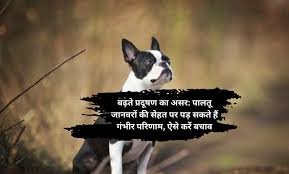Pets ko pollution se kaise bachayein: बढ़ते प्रदूषण का असर: पालतू जानवरों की सेहत पर पड़ सकते हैं गंभीर परिणाम, ऐसे करें बचाव