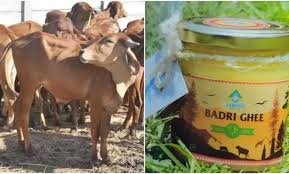 Best Badri Cow Ghee: जानिए आयुर्वेदिक गुणों का खजाना बद्री गाय का घी कैसे कर सकता है रोग प्रतिरोधक क्षमता को मजबूत