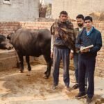 Counting of animals Animals will be counted in Jind district, 90 animal enumerators, 21 supervisors put on duty.