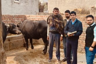 Counting of animals Animals will be counted in Jind district, 90 animal enumerators, 21 supervisors put on duty.