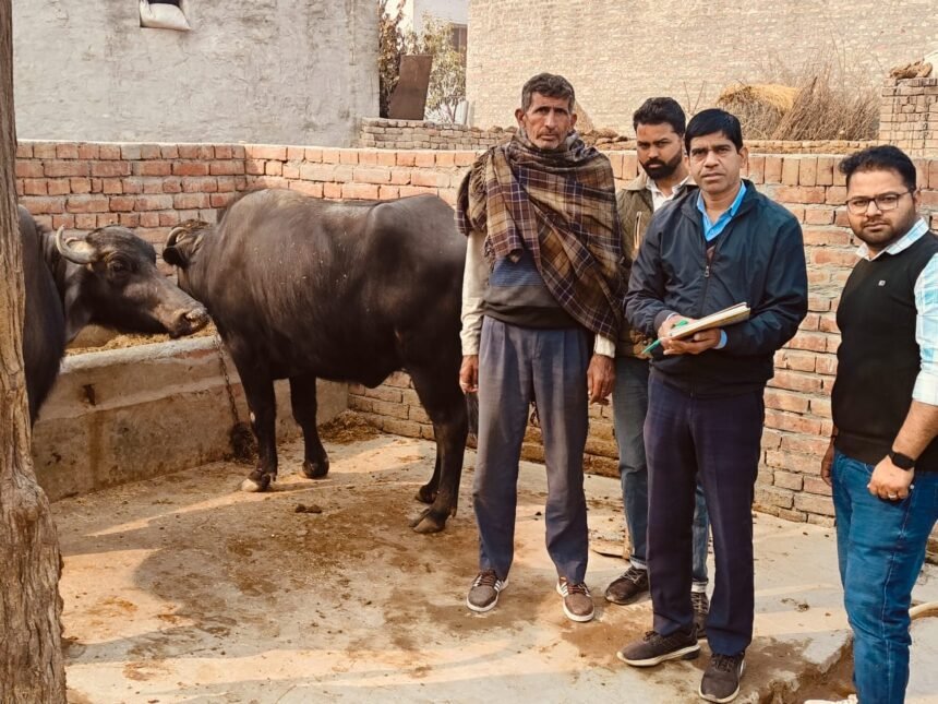 Counting of animals Animals will be counted in Jind district, 90 animal enumerators, 21 supervisors put on duty.