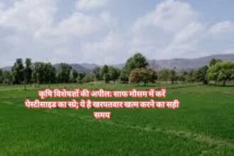 Kisan Pesticides News: कृषि विशेषज्ञों की अपील: साफ मौसम में करें पेस्टीसाइड का स्प्रे; ये है खरपतवार खत्म करने का सही समय