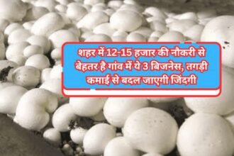 Village Business Ideas: शहर में 12-15 हजार की नौकरी से बेहतर है गांव में ये 3 बिजनेस, तगड़ी कमाई से बदल जाएगी जिंदगी