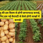 Aloo New Variety: आलू की इस किस्म से होगी छप्परफाड़ कमाई, जानिए इस नई वैरायटी से कैसे होगी लाखों में कमाई!