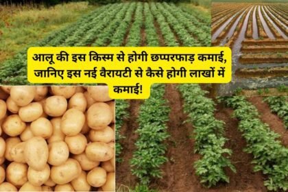 Aloo New Variety: आलू की इस किस्म से होगी छप्परफाड़ कमाई, जानिए इस नई वैरायटी से कैसे होगी लाखों में कमाई!