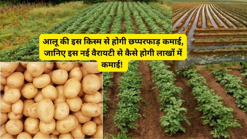 Aloo New Variety: आलू की इस किस्म से होगी छप्परफाड़ कमाई, जानिए इस नई वैरायटी से कैसे होगी लाखों में कमाई!