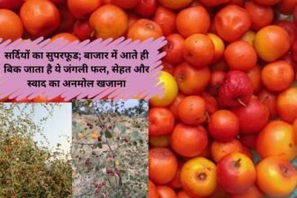 Wild Berries : सर्दियों का सुपरफूड; बाजार में आते ही बिक जाता है ये जंगली फल, सेहत और स्वाद का अनमोल खजाना