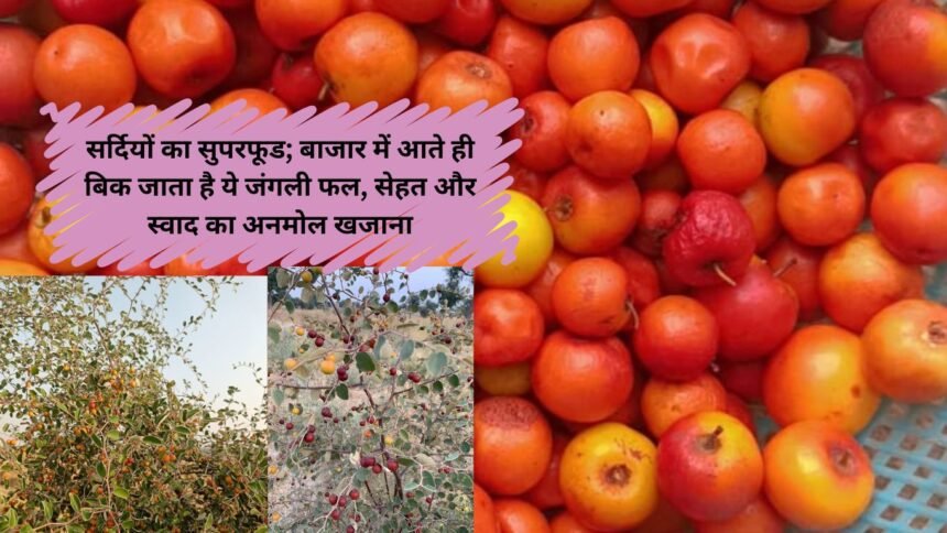 Wild Berries : सर्दियों का सुपरफूड; बाजार में आते ही बिक जाता है ये जंगली फल, सेहत और स्वाद का अनमोल खजाना