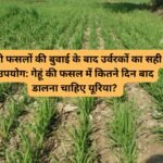 Urea Fertilizer In Rabi Crops: रबी फसलों की बुवाई के बाद उर्वरकों का सही उपयोग: गेहूं की फसल में कितने दिन बाद डालना चाहिए यूरिया?