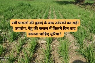 Urea Fertilizer In Rabi Crops: रबी फसलों की बुवाई के बाद उर्वरकों का सही उपयोग: गेहूं की फसल में कितने दिन बाद डालना चाहिए यूरिया?