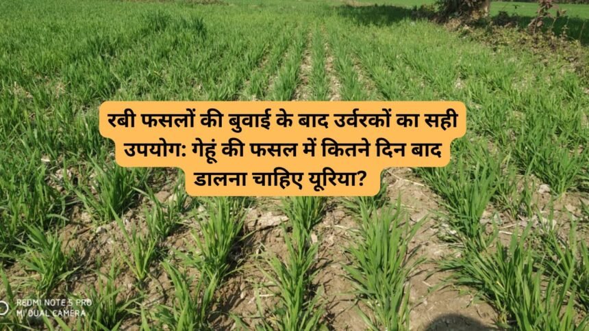 Urea Fertilizer In Rabi Crops: रबी फसलों की बुवाई के बाद उर्वरकों का सही उपयोग: गेहूं की फसल में कितने दिन बाद डालना चाहिए यूरिया?