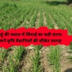 Wheat irrigation time: गेहूं की फसल में सिंचाई का सही समय: जानें कृषि वैज्ञानिकों की सीक्रेट सलाह