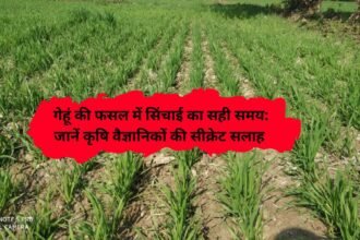 Wheat irrigation time: गेहूं की फसल में सिंचाई का सही समय: जानें कृषि वैज्ञानिकों की सीक्रेट सलाह