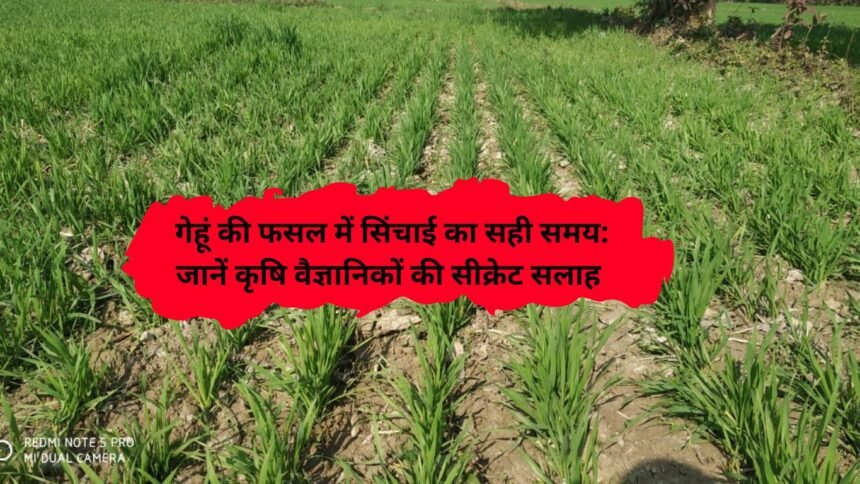 Wheat irrigation time: गेहूं की फसल में सिंचाई का सही समय: जानें कृषि वैज्ञानिकों की सीक्रेट सलाह