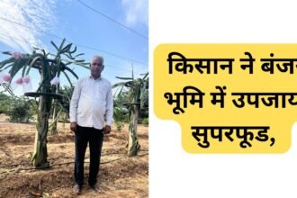 Dragon Fruit Farming Success Story: किसान ने बंजर भूमि में उपजाया सुपरफूड, जानिए राम कुमार यादव की अनोखी खेती की कहानी