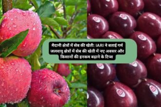 Apple cultivation in the plains Land: मैदानी क्षेत्रों में सेब की खेती: IARI ने बताई गर्म जलवायु क्षेत्रों में सेब की खेती में नए अवसर और किसानों की इनकम बढ़ाने के टिप्स