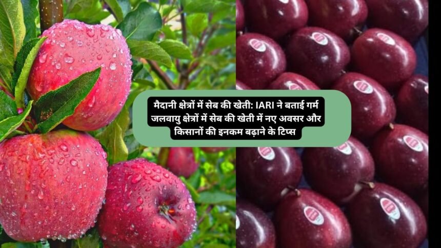 Apple cultivation in the plains Land: मैदानी क्षेत्रों में सेब की खेती: IARI ने बताई गर्म जलवायु क्षेत्रों में सेब की खेती में नए अवसर और किसानों की इनकम बढ़ाने के टिप्स