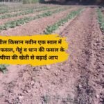 Jind's progressive farmer Naveen takes 3 crops in a year, increases income by cultivating ghee along with wheat and paddy crops.