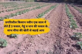 Jind's progressive farmer Naveen takes 3 crops in a year, increases income by cultivating ghee along with wheat and paddy crops.