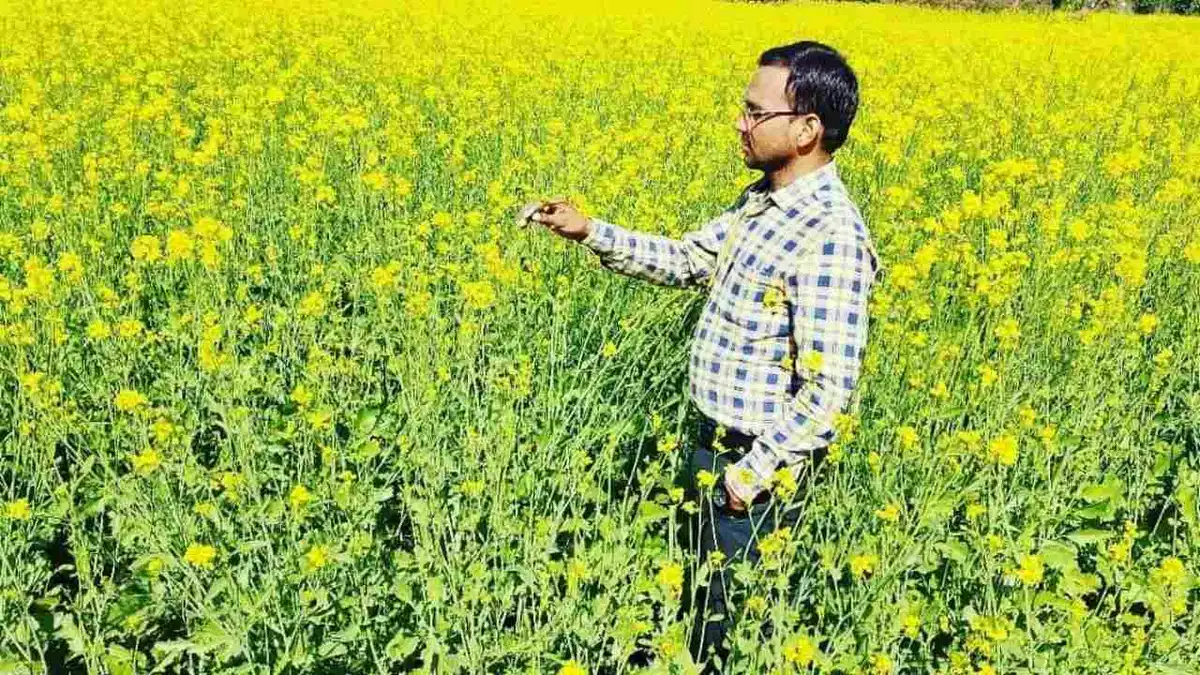 Urea Fertilizer In Rabi Crops: रबी फसलों की बुवाई के बाद उर्वरकों का सही उपयोग: गेहूं की फसल में कितने दिन बाद डालना चाहिए यूरिया? 