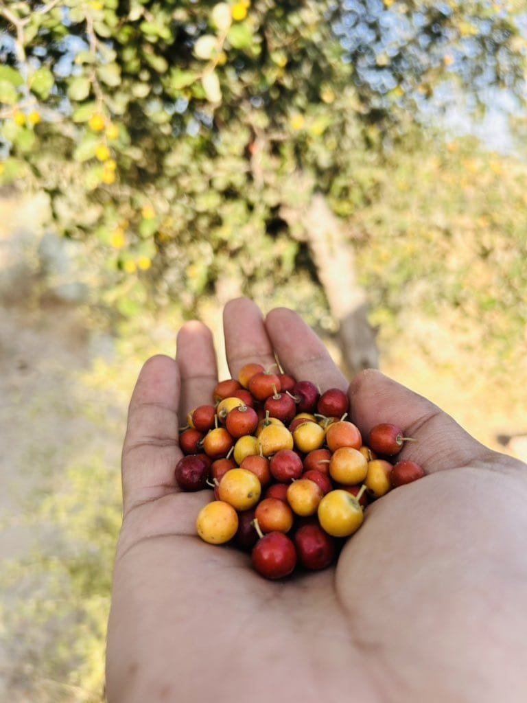 Wild Berries : सर्दियों का सुपरफूड; बाजार में आते ही बिक जाता है ये जंगली फल, सेहत और स्वाद का अनमोल खजाना 