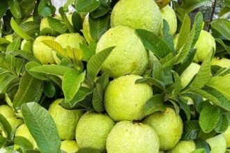 This green fruit will completely eliminate chronic cough.