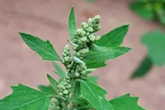 What happens if you eat Bathua Saag in winter?