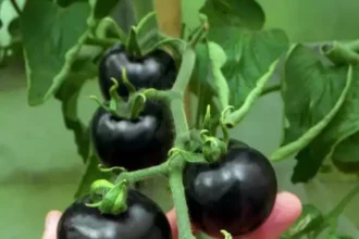 Farmers can earn lakhs of rupees by cultivating black tomatoes, know the right method