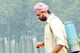 Know here whether weeds have grown with wheat? method of removal