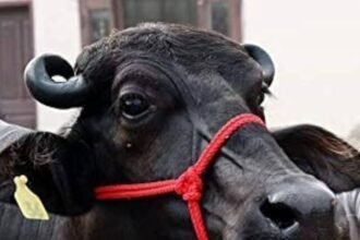 Find out for free whether the buffalo is in heat or not