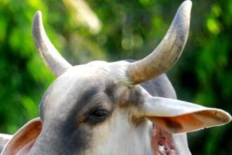 Cow-Buffalo milk may decrease in winter, keep these 3 things in mind